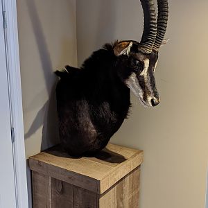 Sable Antelope Pedestal Mount Taxidermy