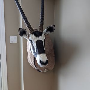 Gemsbok Shoulder Mount Taxidermy