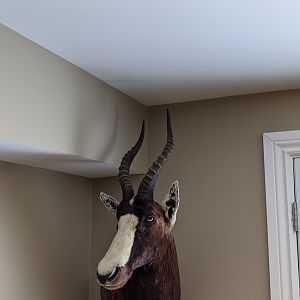 Blesbok Shoulder Mount Taxidermy