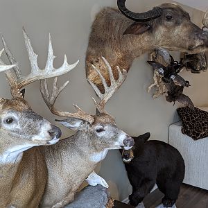 My Trophy Room