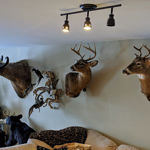 My Trophy Room