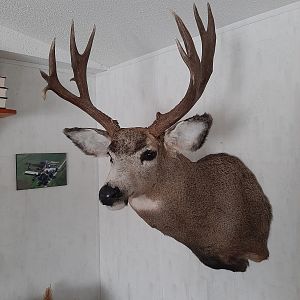 Alberta Mule Deer Shoulder Mount Taxidermy