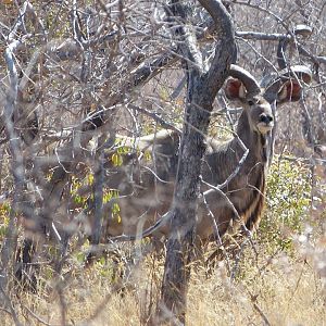 Kudu in South Africa