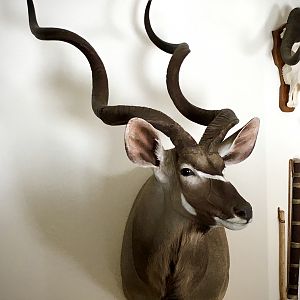 60" Inch Kudu Shoulder Mount Taxidermy