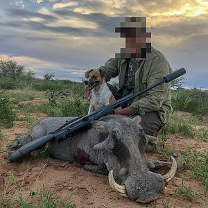 Hunting Warthog in Namibia