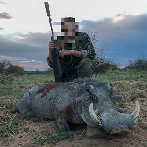 Warthog Hunt Namibia