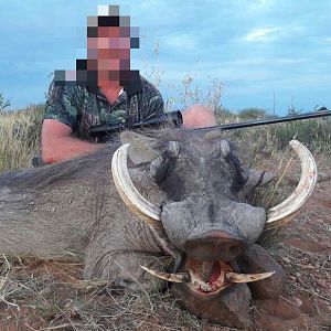 Warthog Hunting Namibia