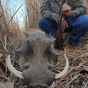 Hunt Warthog in South Africa