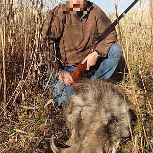 South Africa Hunt Warthog