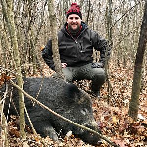 Wild Boar Hunting Hungary