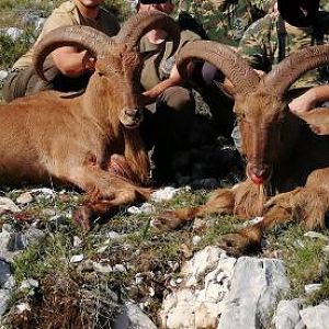 barbary sheep hunting