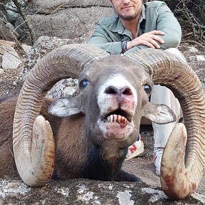 mouflon sheep