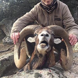 mouflon sheep