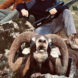 mouflon sheep