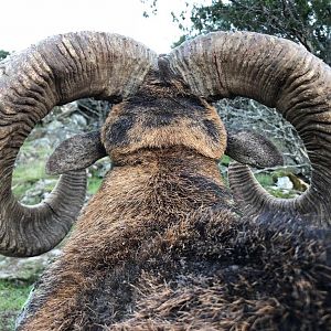 mouflon sheep