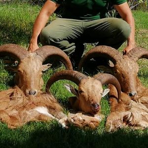 barbary sheep hunting