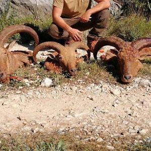 barbary sheep hunting