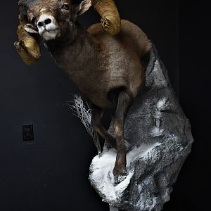 Big Horn Sheep Full Mount Taxidermy