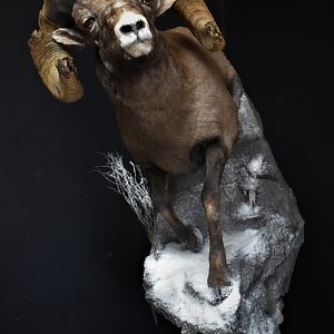 Big Horn Sheep Full Mount Taxidermy