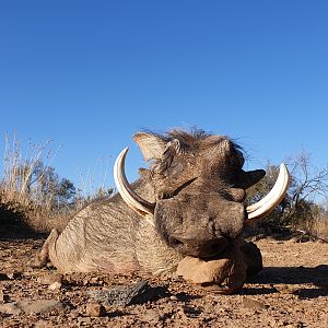 Warthog Hunt South Africa