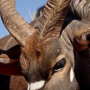 African Hunting Safari  South Africa