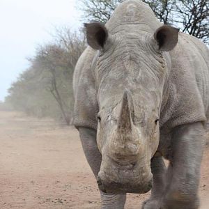 White Rhino South Africa