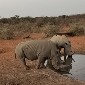 White Rhino South Africa