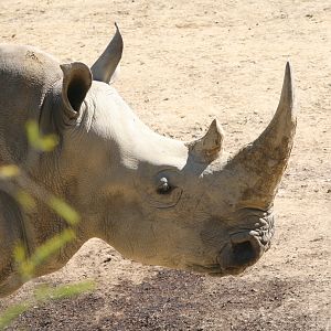 White Rhino South Africa