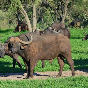 Cape Buffalo in South Africa