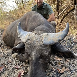 Cameroon Hunting West African Savanna Buffalo