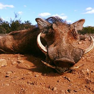 Warthog Hunting South Africa