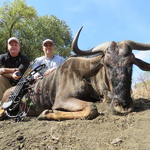 Bow Hunt Blue Wildebeest in South Africa