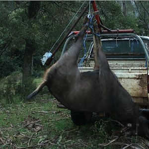 Sambar Deer Hunt Australia