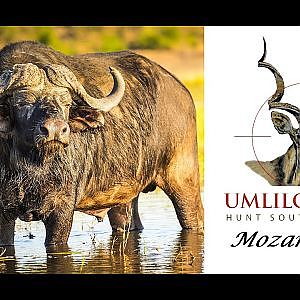 Hunting Cape Buffalo in Mozambique