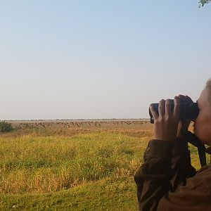 Glassing Black Lechwe Bangweulu Wetlands Zambia