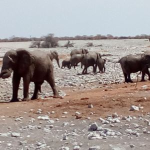 Elephant in Etosha National Park Namibia