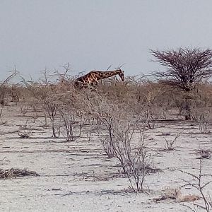 Giraffe in Etosha National Park Namibia