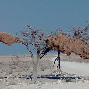 Etosha National Park Namibia