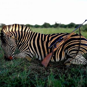 Hunting Burchell's Plain Zebra in South Africa