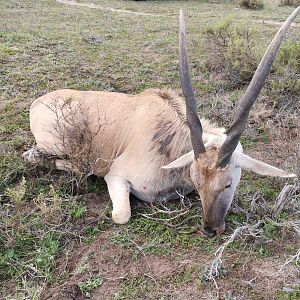 Eland South Africa