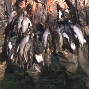 Argentina Hunt Duck