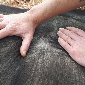 Buffalo Hunting South Africa