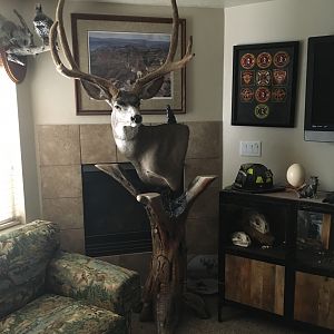 Mule Deer Pedestal Mount Taxidermy