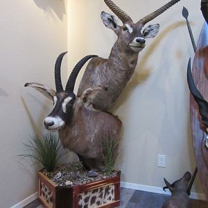 Roan & Waterbuck Double Pedestal Mount Taxidermy