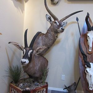 Roan & Waterbuck Double Pedestal Mount Taxidermy