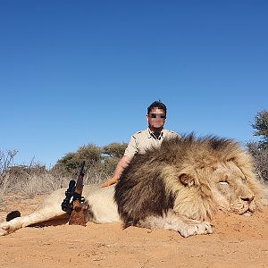 South Africa Hunting Lion