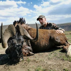 Black Wildebeest Hunting South Africa