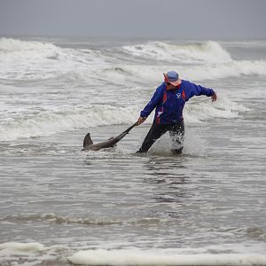 Fishing Spotted Gully Shark in Namibia