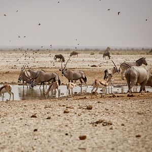 Etosha National Park Namibia