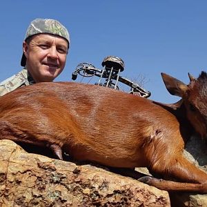 South Africa Bow Hunting Red Duiker